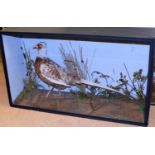 Taxidermy cased Pheasant