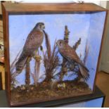 Taxidermy cased pair of Kestrel