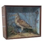 Taxidermy cased Woodcock by J A Cole of Norwich