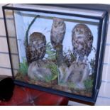 Taxidermy cased 2 Little Owls and Scops