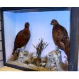 Taxidermy cased pair of Grouse