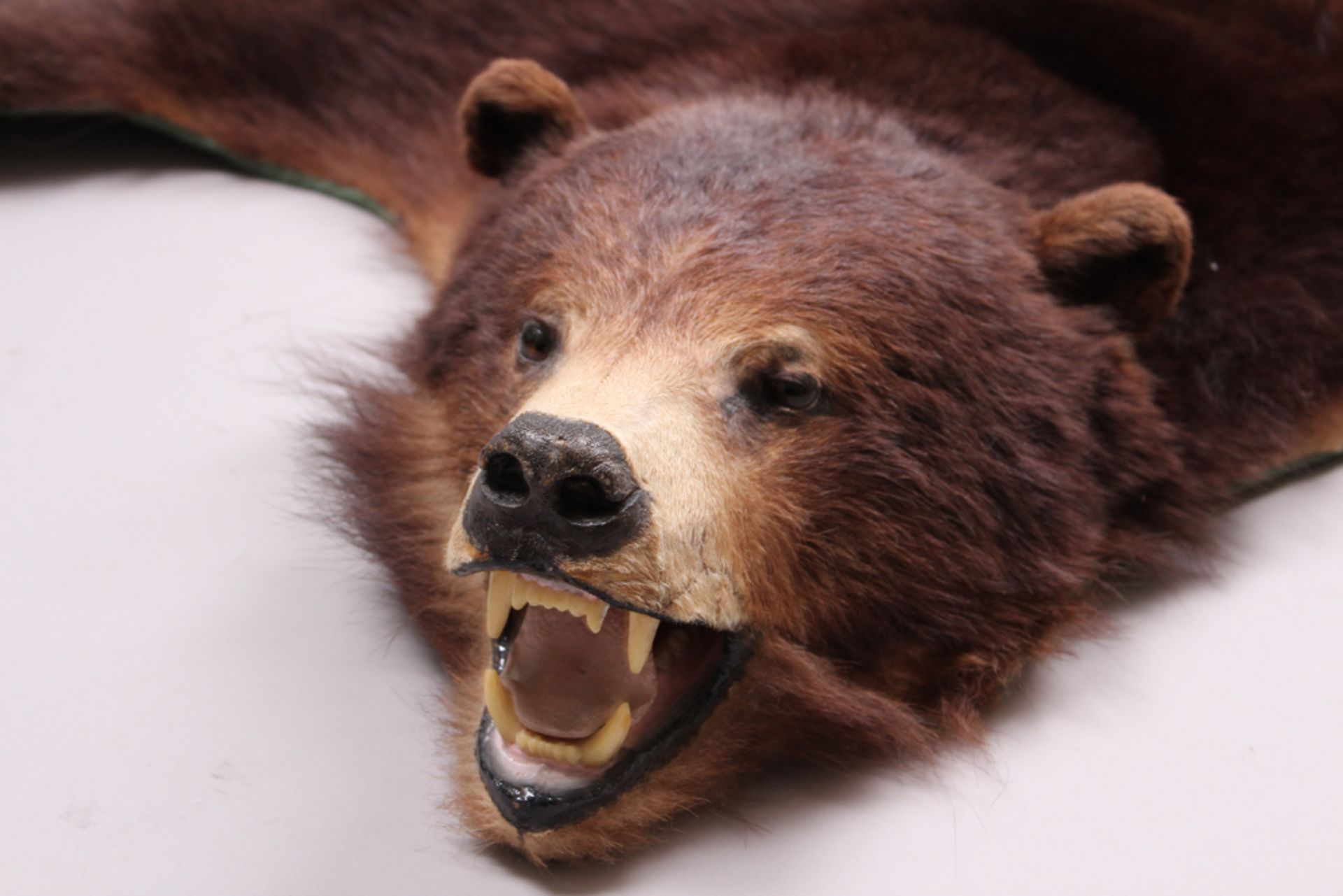 Fell eines Braunbären. Präparat eines nordamerikanischen Braunbären mit ausgestaltetem Kop - Image 2 of 2