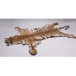 Tigerfell. Ca. 1960. Präparat eines Tigers. L: ca. 275 cm. Kein CITES Dokument - kein Versan