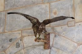 Bussard. Altpräpariert. L: 90