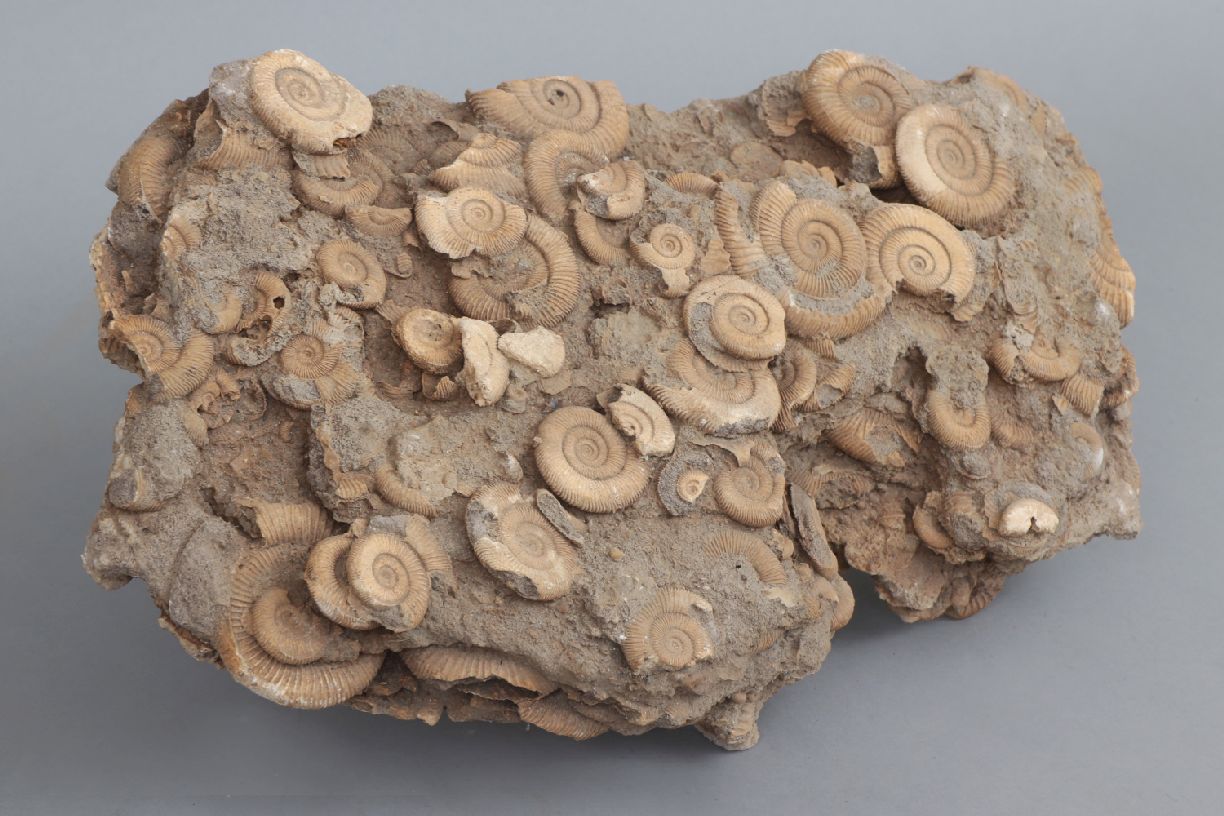 Fossilienplatte mit versteinerten AmmonitenVielzahl fossiler Ammoniten auf Sandsteinplatte, ca. - Image 2 of 4