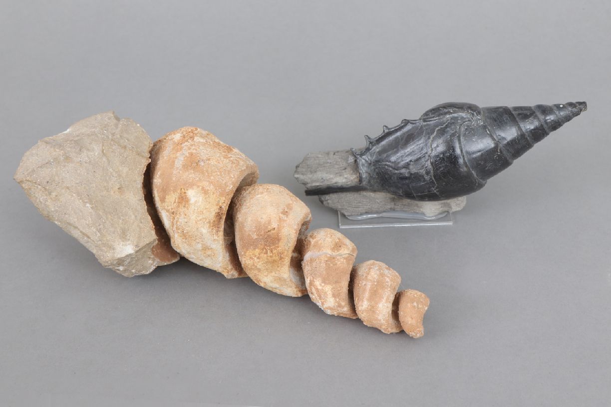 2 fossile Schnecken1x Turmschnecke, L ca. 19cm, Fundort Marokko, 1x Tibia ordalensis, Fundort