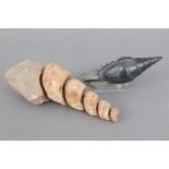 2 fossile Schnecken1x Turmschnecke, L ca. 19cm, Fundort Marokko, 1x Tibia ordalensis, Fundort