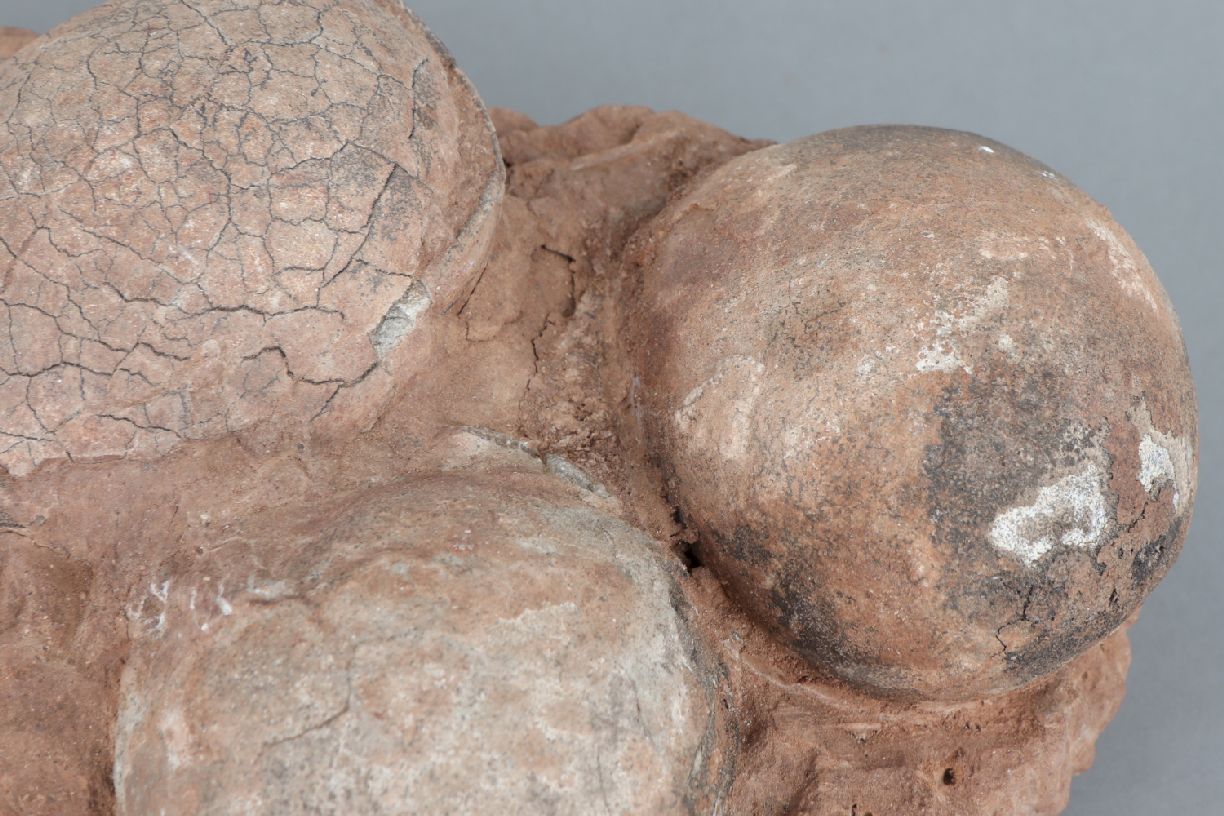 Fossiles Nest des Segno-Saurus4 Eier in Steinmatrix, ca. 70 Mio. Jahre alt (Kreidezeit), Fundort - Image 2 of 4
