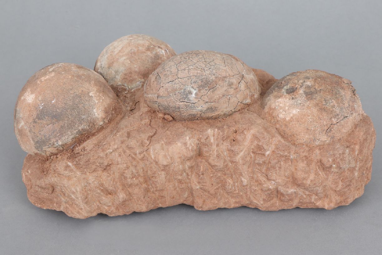 Fossiles Nest des Segno-Saurus4 Eier in Steinmatrix, ca. 70 Mio. Jahre alt (Kreidezeit), Fundort - Image 4 of 4