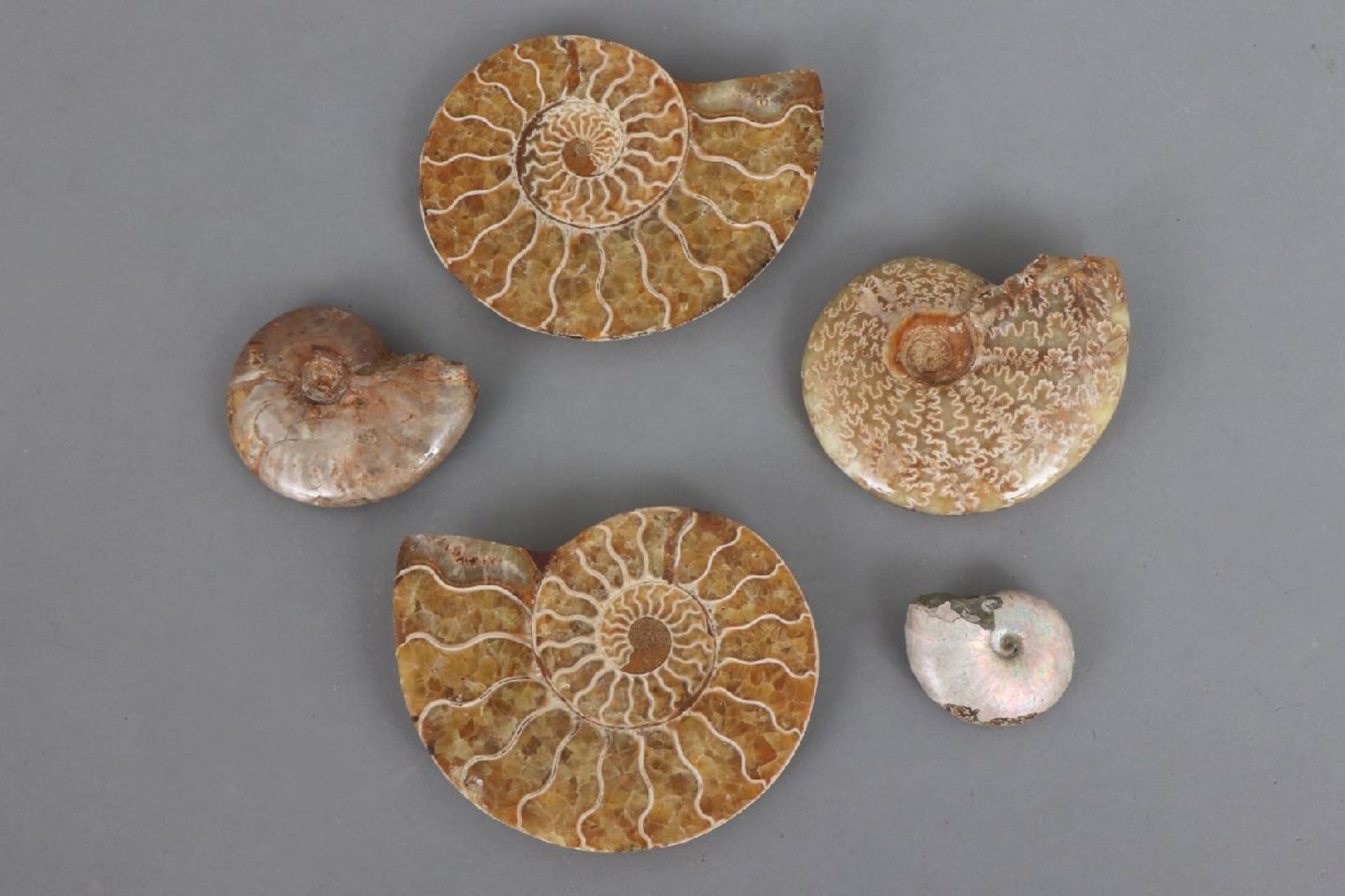5 fossile Ammonit-Schneckendiverse Größen, wohl Kreidezeit, teilweise opalisierend, teilweise - Image 2 of 4