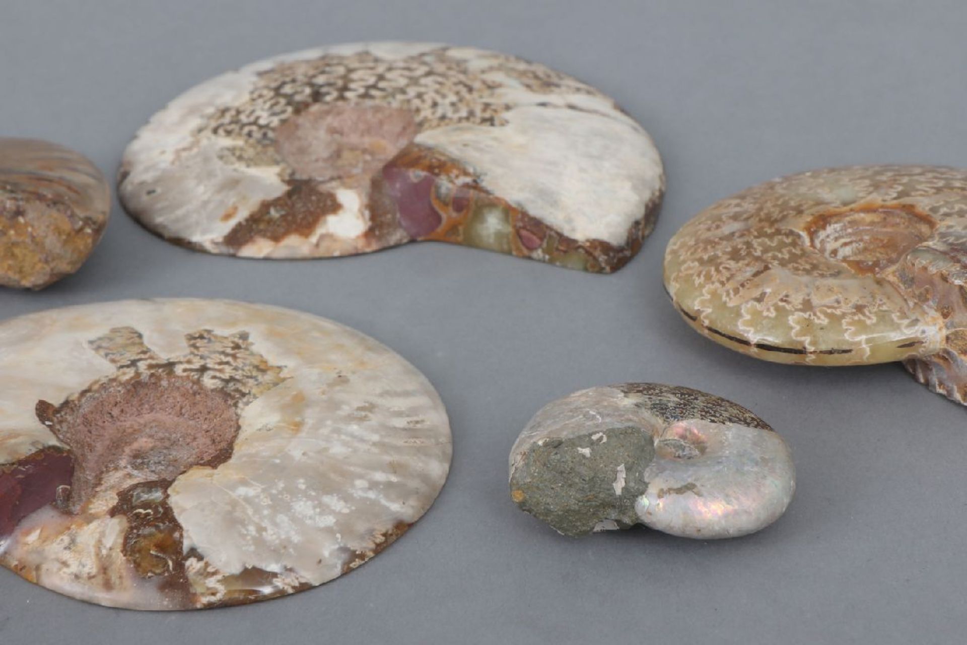 5 fossile Ammonit-Schneckendiverse Größen, wohl Kreidezeit, teilweise opalisierend, teilweise - Image 3 of 4