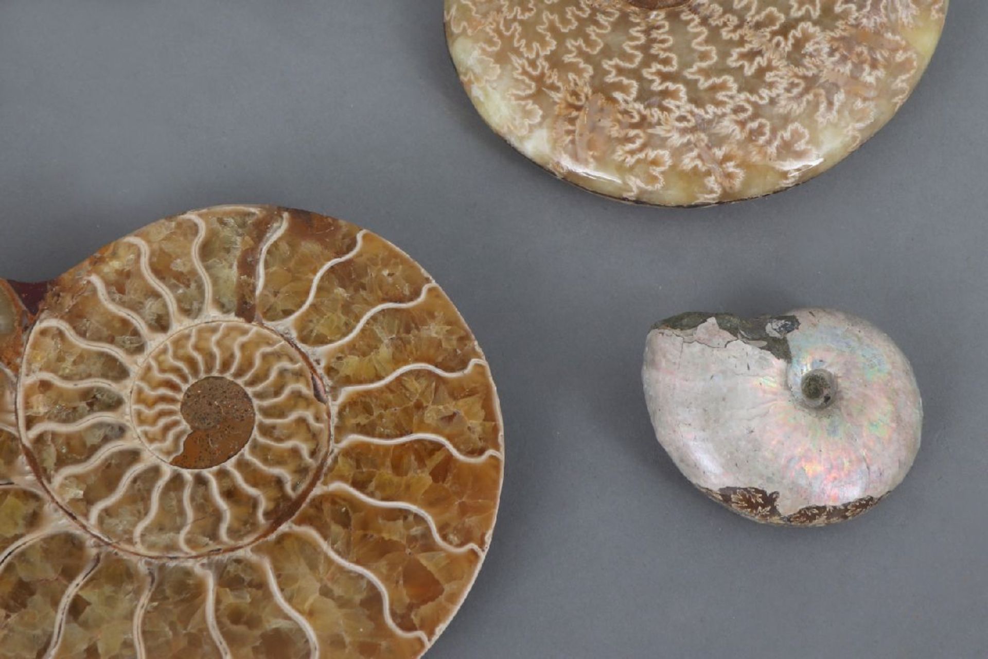 5 fossile Ammonit-Schneckendiverse Größen, wohl Kreidezeit, teilweise opalisierend, teilweise - Image 4 of 4