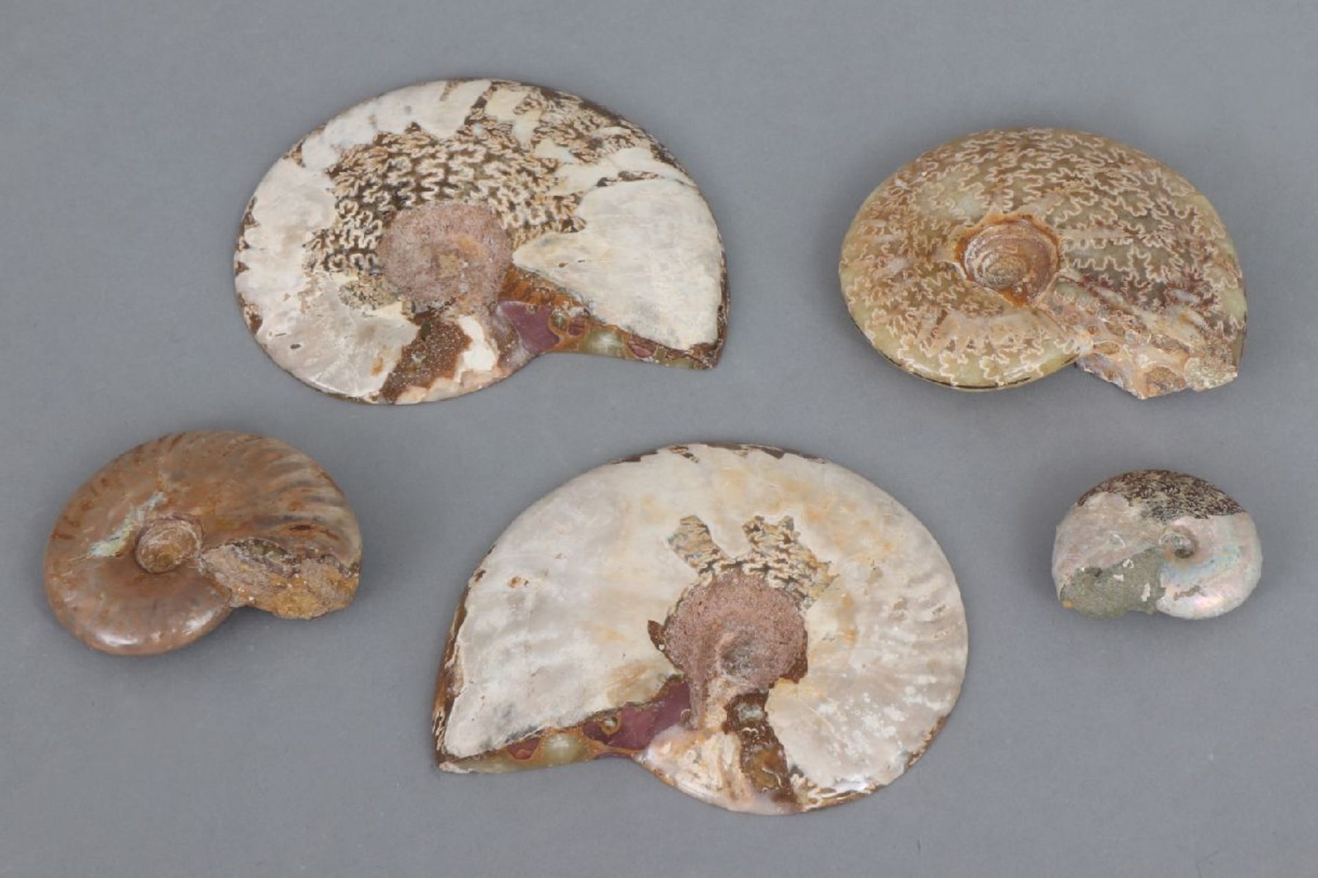 5 fossile Ammonit-Schneckendiverse Größen, wohl Kreidezeit, teilweise opalisierend, teilweise