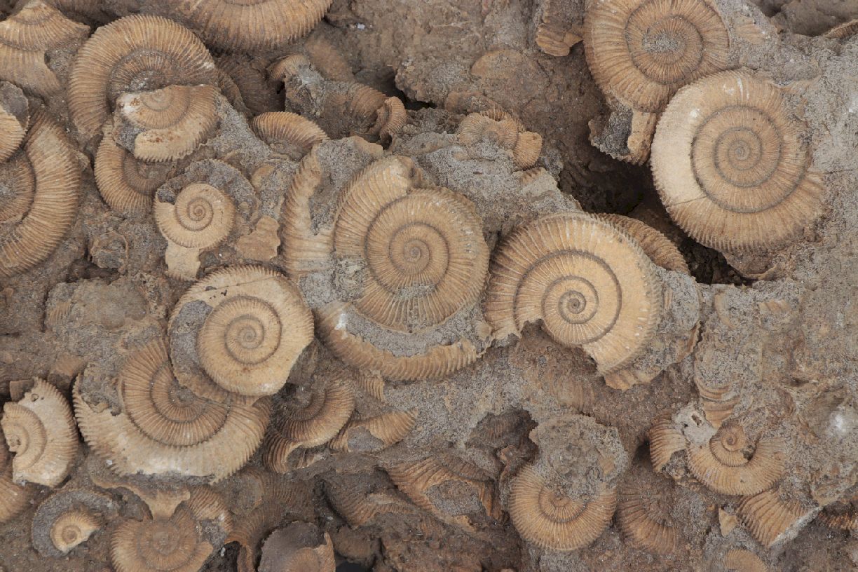 Fossilienplatte mit versteinerten AmmonitenVielzahl fossiler Ammoniten auf Sandsteinplatte, ca. - Image 4 of 4