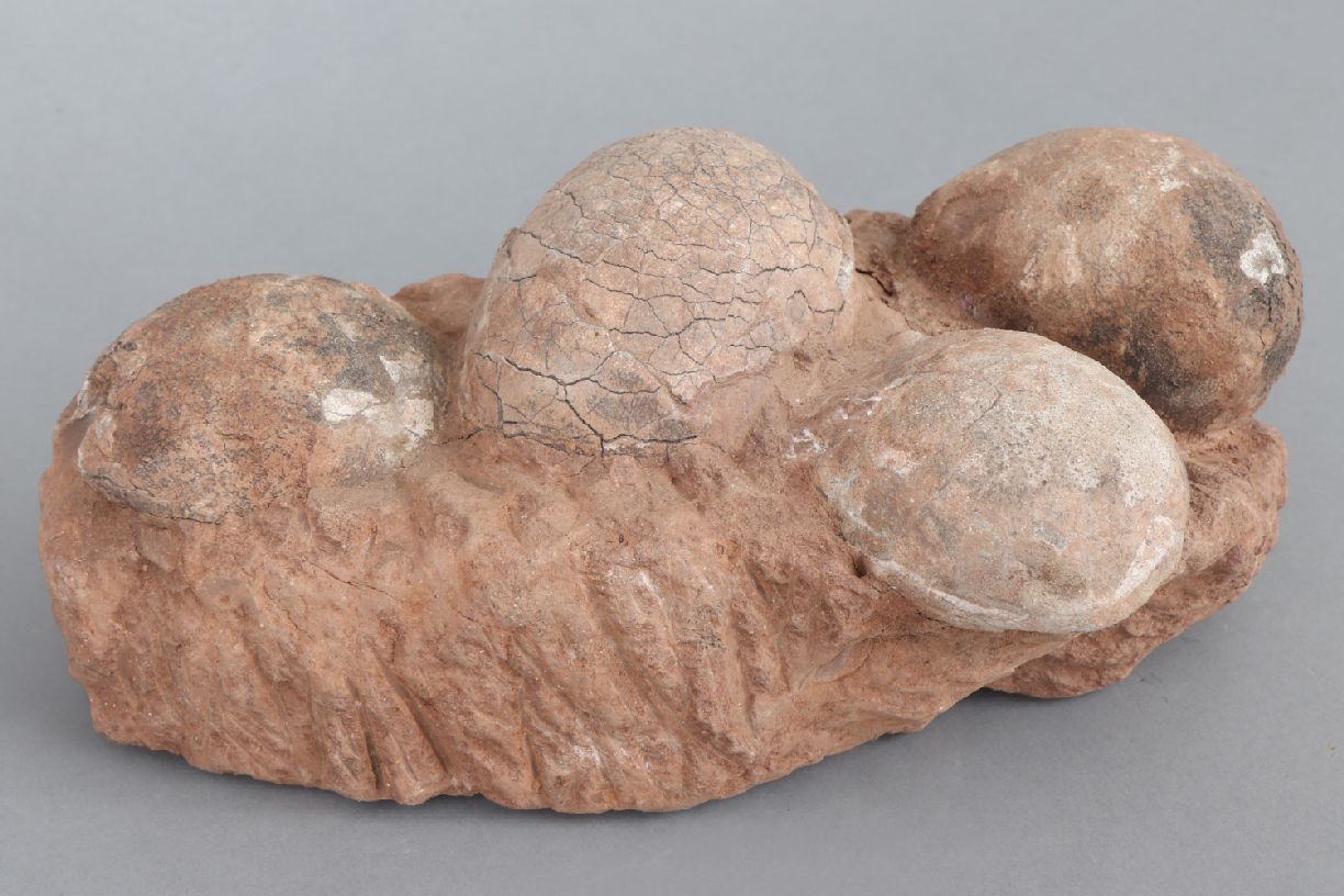 Fossiles Nest des Segno-Saurus4 Eier in Steinmatrix, ca. 70 Mio. Jahre alt (Kreidezeit), Fundort