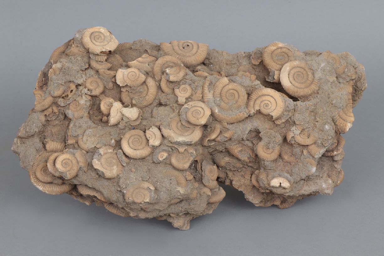 Fossilienplatte mit versteinerten AmmonitenVielzahl fossiler Ammoniten auf Sandsteinplatte, ca.