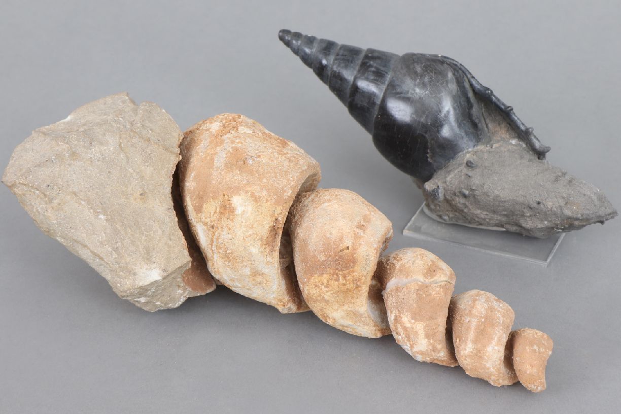 2 fossile Schnecken1x Turmschnecke, L ca. 19cm, Fundort Marokko, 1x Tibia ordalensis, Fundort - Image 5 of 5