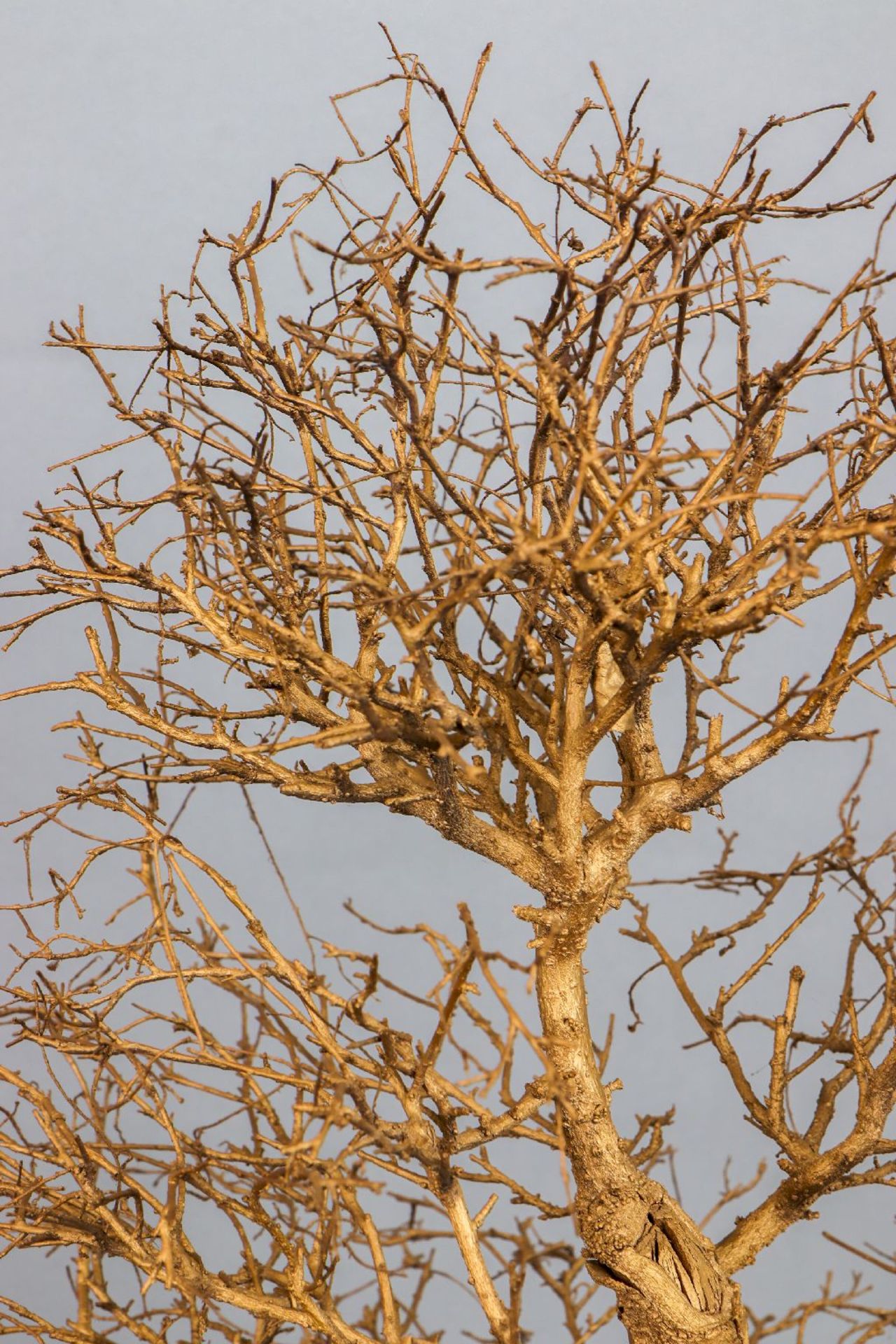 ¨Bonsai¨-Gewächs (toter, blattloser Baum) in Porzellan-Pflanzschale (roter Scherben) - Image 3 of 3