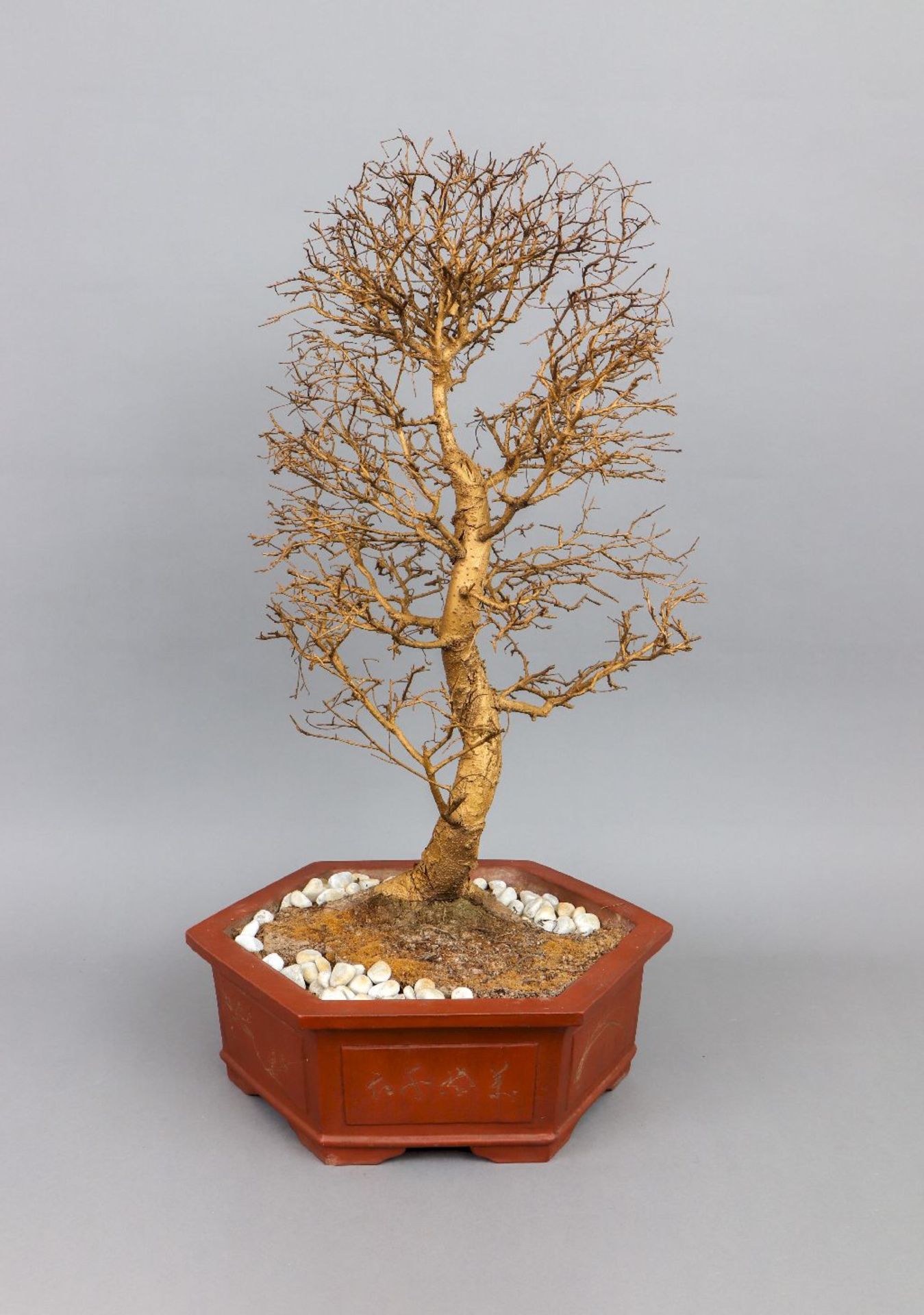 ¨Bonsai¨-Gewächs (toter, blattloser Baum) in Porzellan-Pflanzschale (roter Scherben)