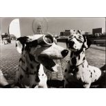 Yokohama, Japan (two dogs in goggles)