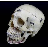 Echter menschlicher Schädel, Anatomie-Präparat, 2. H. 20. Jh., in mehrere Teile zerlegbar,