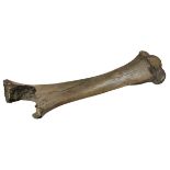 Fossiler Mammut-Knochen, hinterer rechter Oberschenkelknochen, Kopf mit Gelenkfläche abgebrochen, L