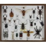 Schaukasten mit Skorpionen, Käfern, Spinnen u.a.: Vogelspinne; Pandinus Skorpion, Imperator aus