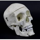 Modell eines menschlichen Schädels 2. H. 20. Jh., Anatomiemodell, abnehmbarer Unterkiefer u.