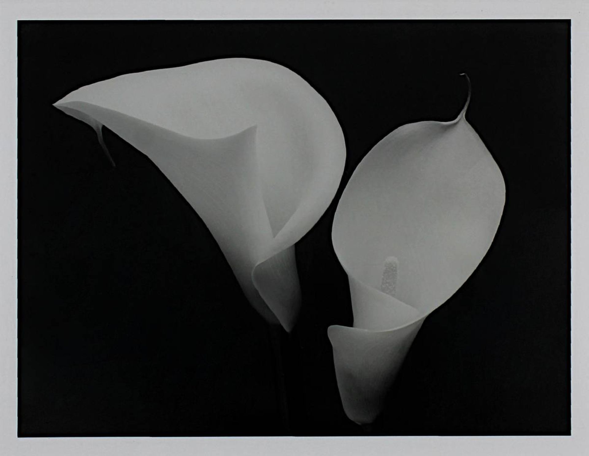 Anonymer Künstler, zwei Calla-Blüten, Grafik, 29,5 x 38 cm, Passepartout, unt. Glas ger., - Bild 2 aus 2