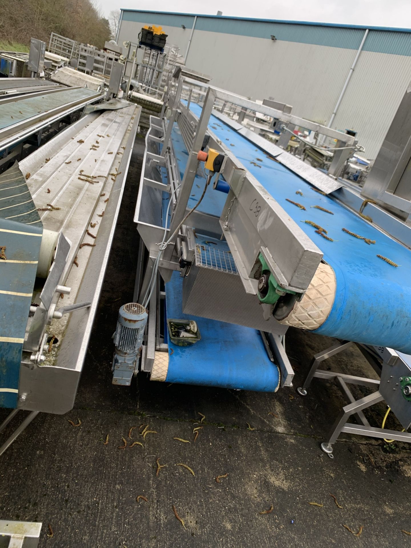 Veg Sorting Three Tier Conveyor, top belt approx. - Image 3 of 3