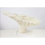 Large Coral Grouping on Lucite Base