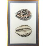 Tiger Cowry Shell Print