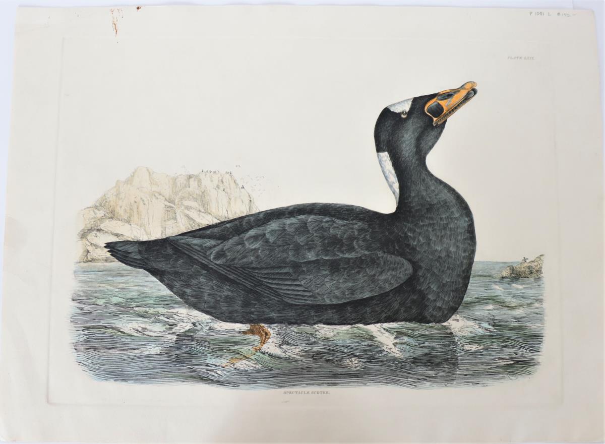 P J Selby, Hand-Colored Engraving, Spectacle - Image 2 of 4