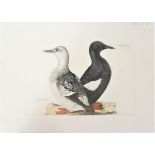 P J Selby, Hand-Colored Engraving, Black Guillemot