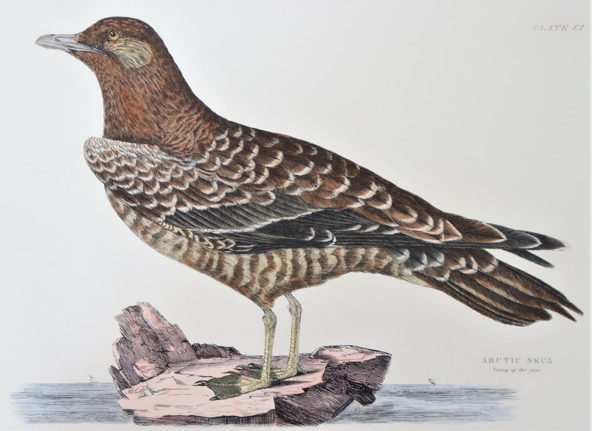 P J Selby, Hand-Colored Engraving, Arctic Skua - Image 4 of 4