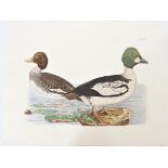Mitford, Hand-Colored Engraving, Golden Eye Duck