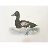 P J Selby, Hand-Colored Engraving, Scaup Duck