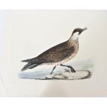 Selby, Hand-Colored Engraving, Pomarine Skua 19th