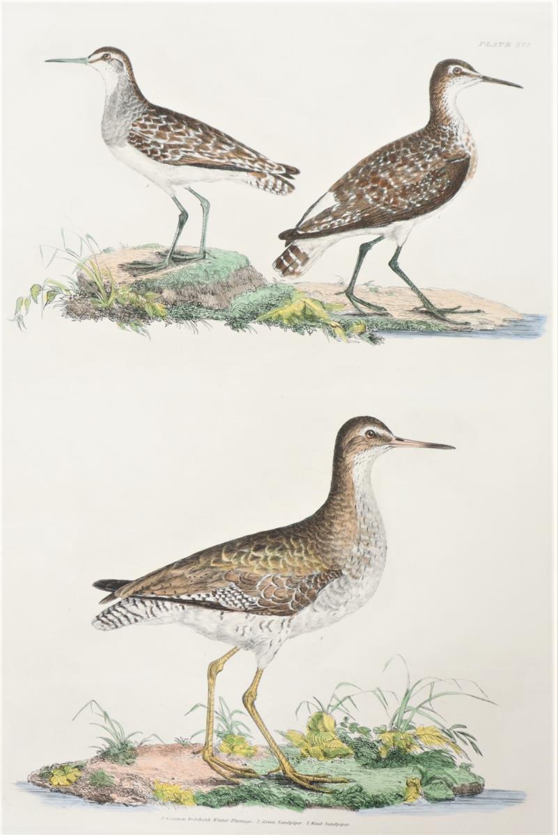 P J Selby, Hand-Colored Engraving, Redshank, Sandp - Image 4 of 4