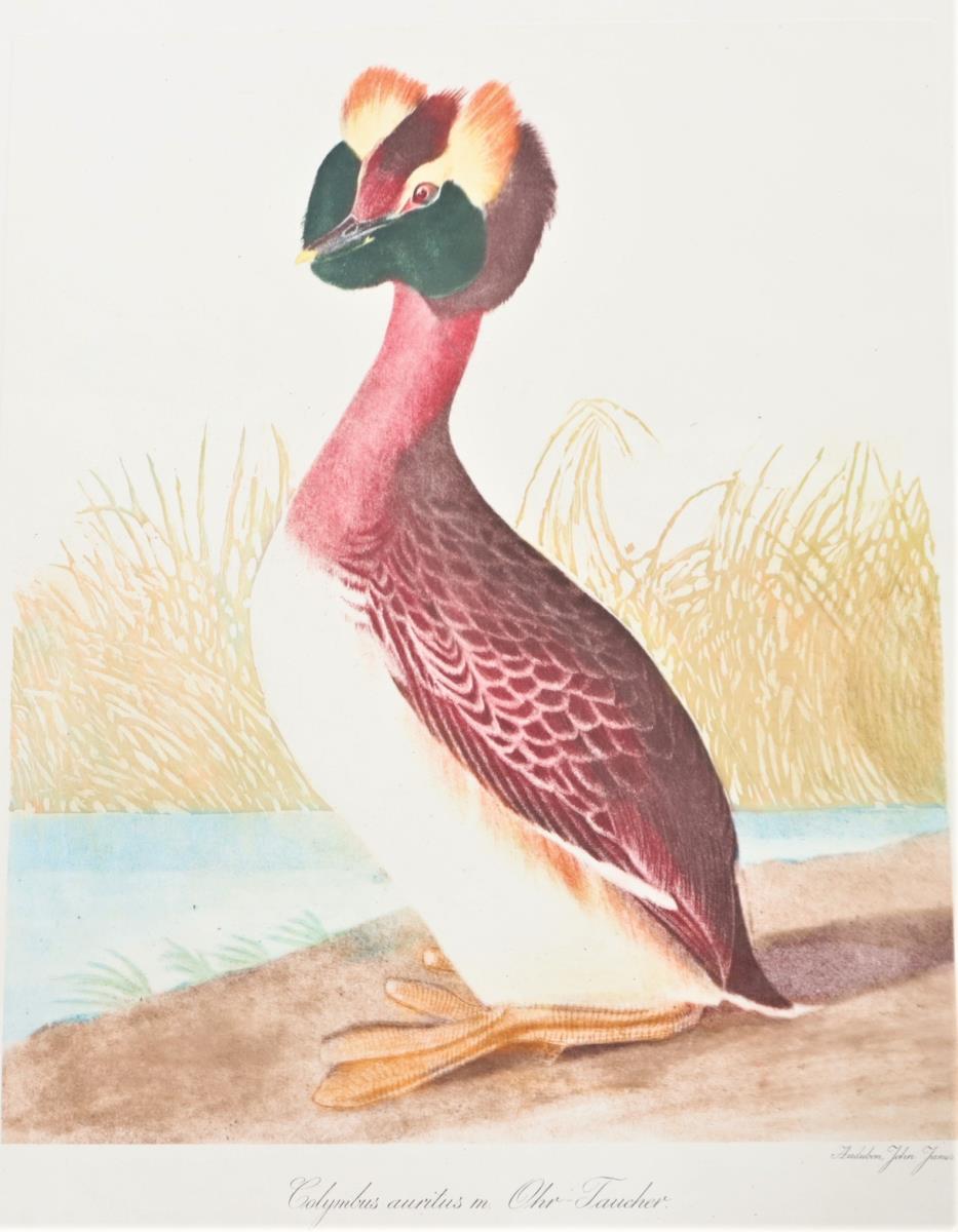 Audubon Hand-Colored Engraving, Horned Grebe 19thC - Image 3 of 4