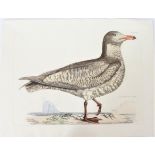 P J Selby, Hand-Colored Engraving, Iceland Gull