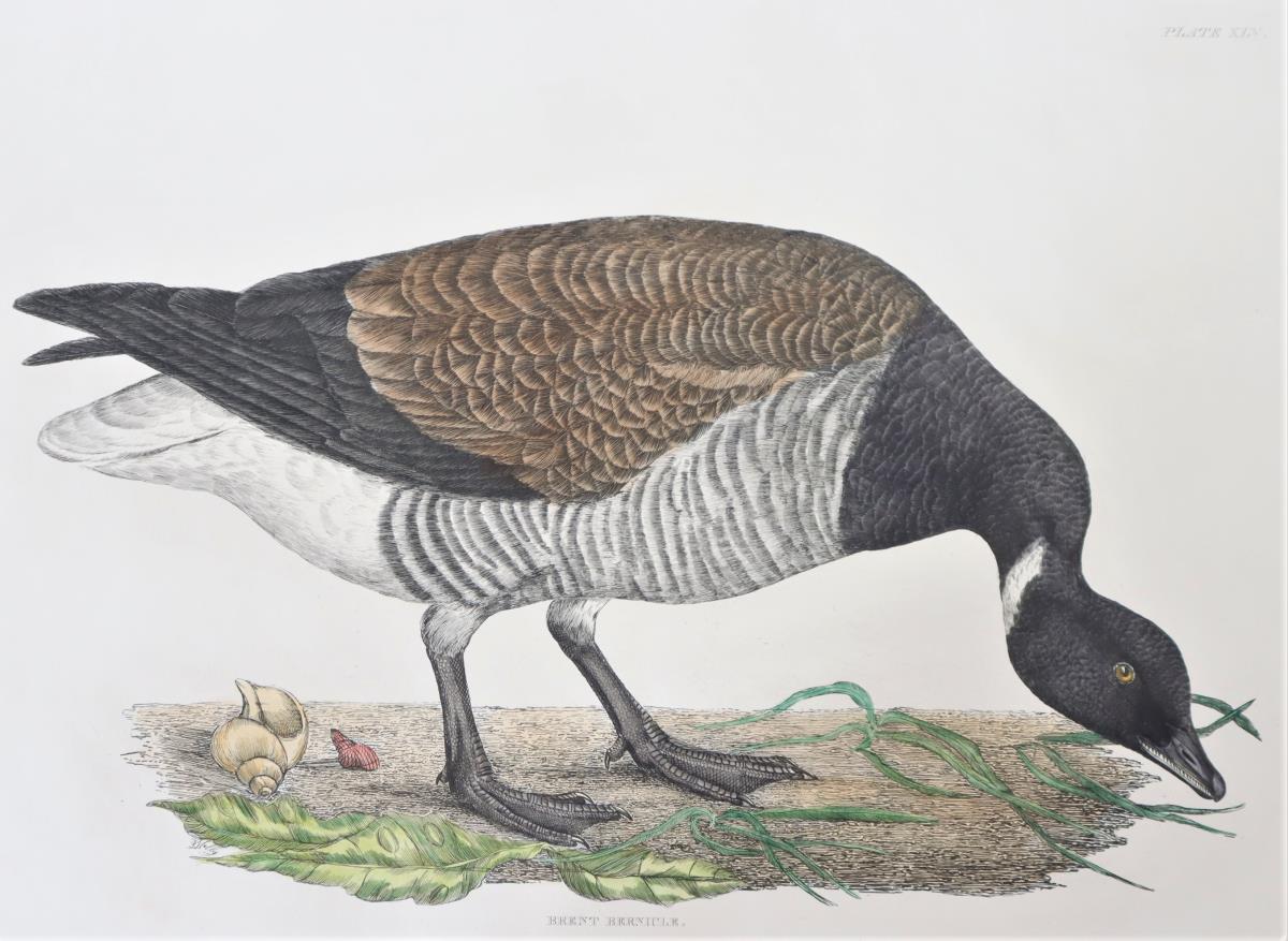 P J Selby, Hand-Colored Engraving, Brent Bernicle - Image 3 of 4