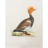 Hergenroeder, German Bird Plate, 19th C.