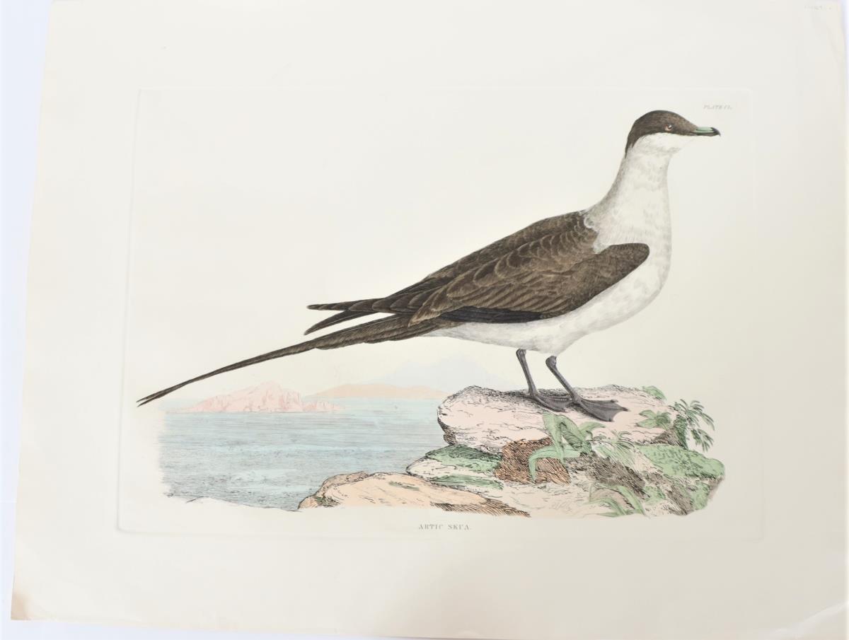 Selby, Hand-Colored Engraving, Artic Skua 19th C - Image 2 of 4