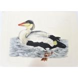P J Selby, Hand-Colored Engraving, Eider Duck