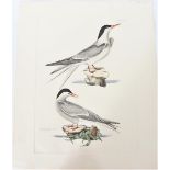 P J Selby, Hand-Colored Engraving, Terns 19th C.