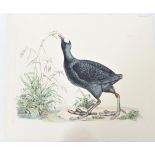 Mitford, Hand-Colored Engraving, Common Coot 19thC