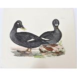 P J Selby, Hand-Colored Engraving, Velvet Scoter 1