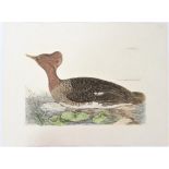 P J Selby, Hand-Colored Engraving, Hooded Merganse