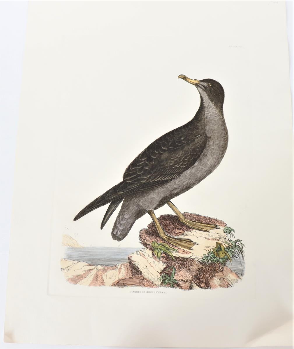 Selby, Hand-Colored Engraving Cinereous Shearwater - Image 2 of 4